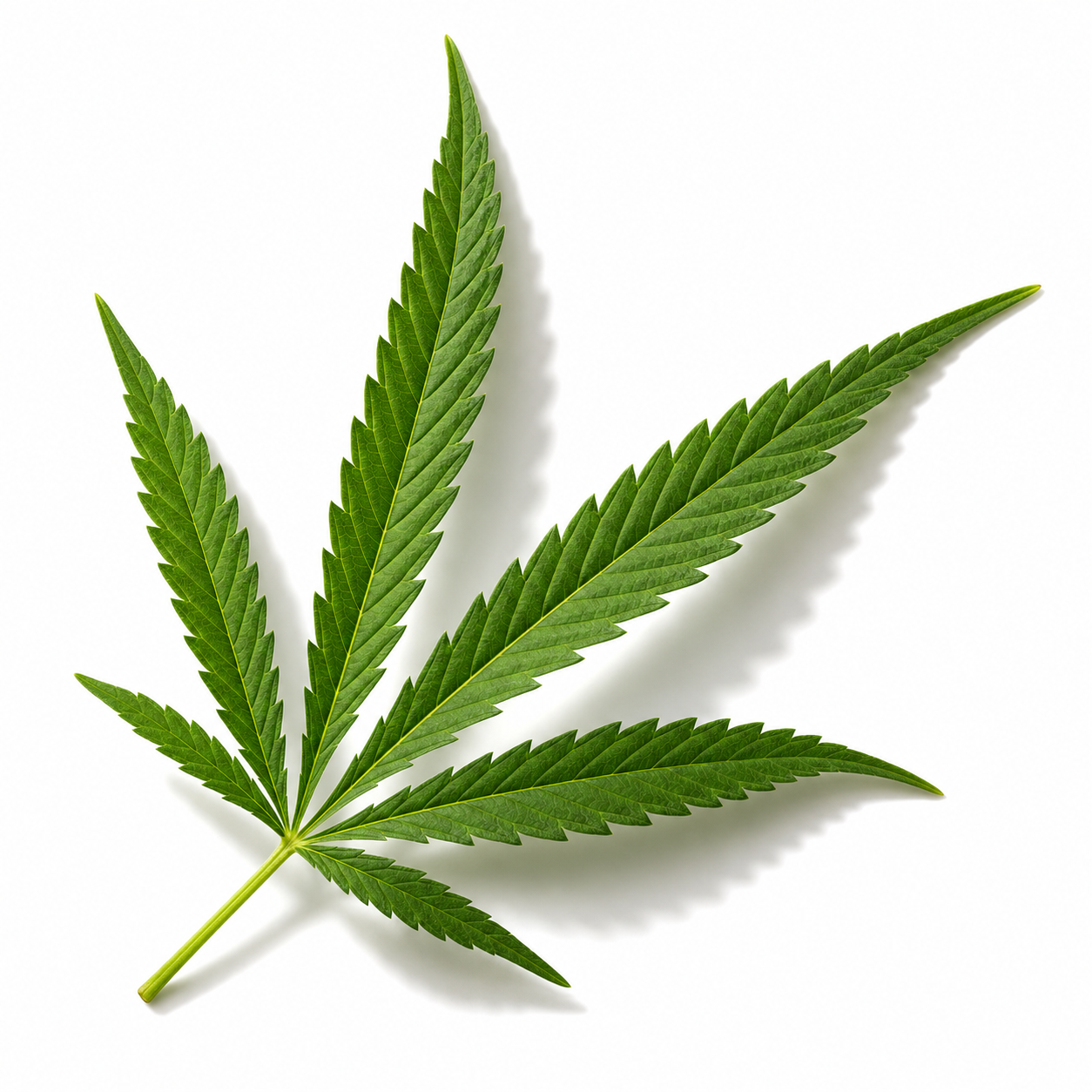 Cannabis leaf on white background