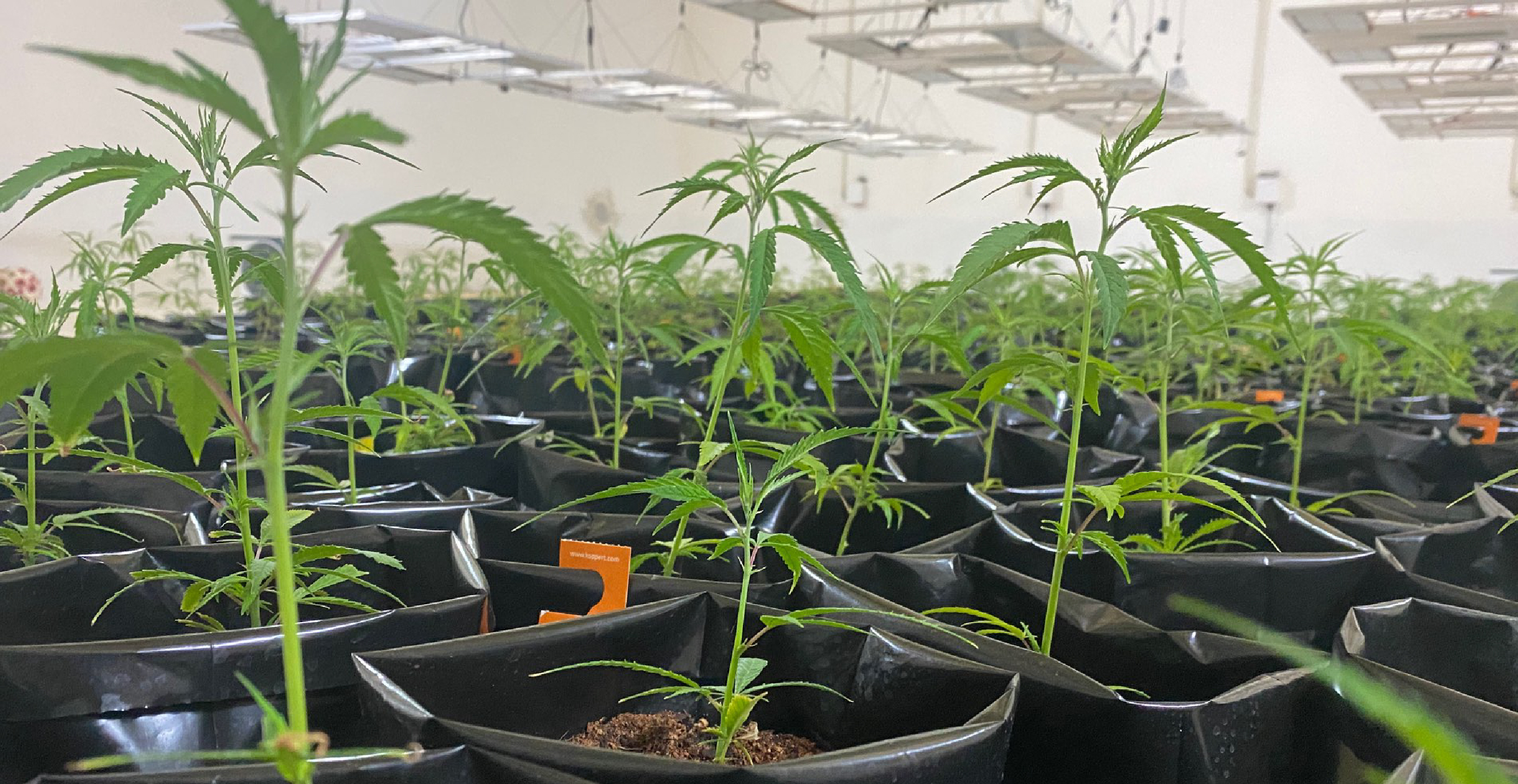 BRITISH CANNABIS® Further Expands it’s CBD Extraction Operations into Mainland Europe
