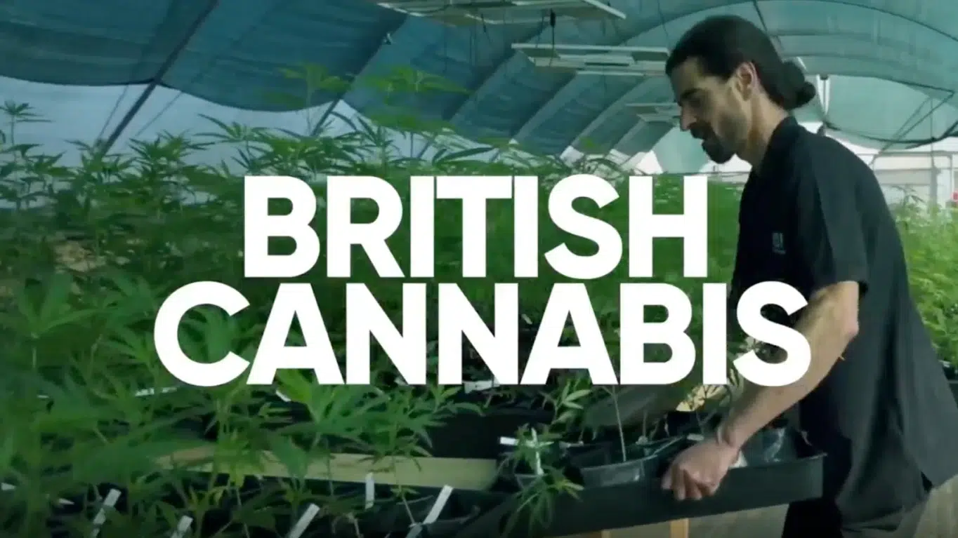 BRITISH CANNABIS media: BC Text Short