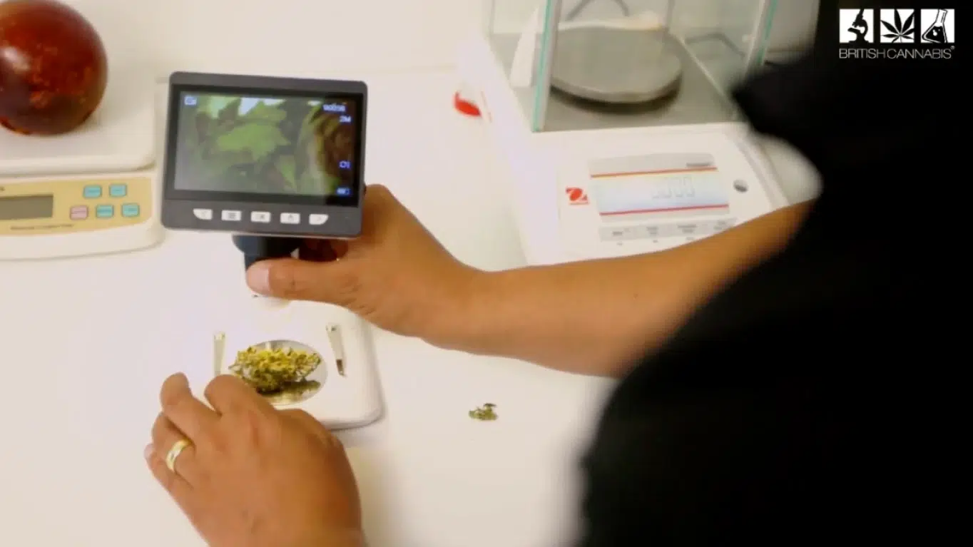 BRITISH CANNABIS media: Cannabis Flower on Scale