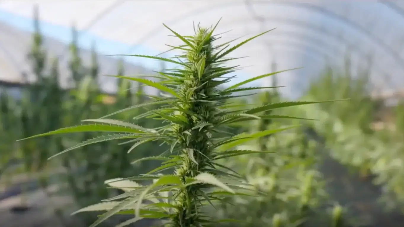 BRITISH CANNABIS media: Cannabis Plant Pan Around