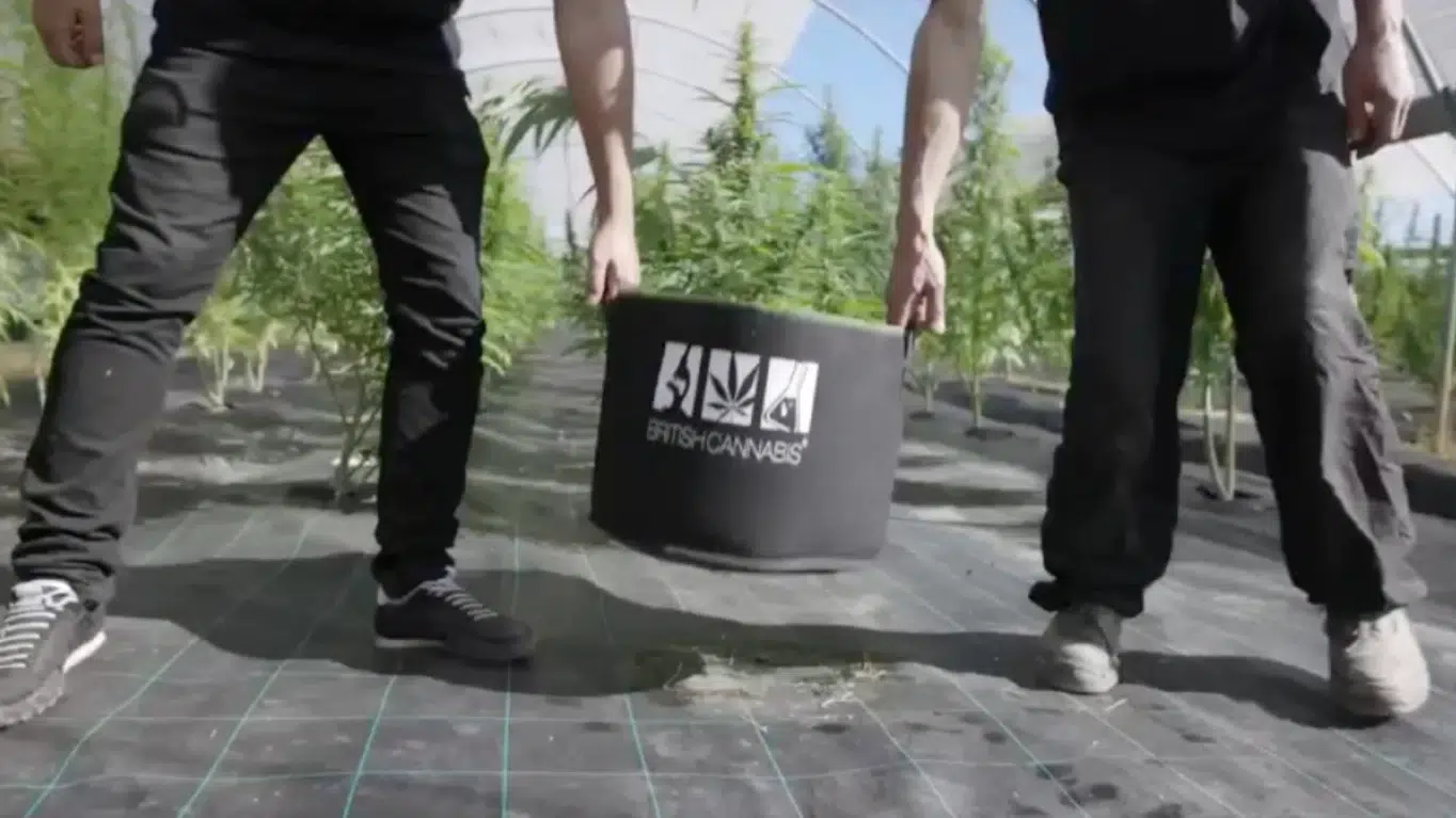 BRITISH CANNABIS media: Planter Farm Walk