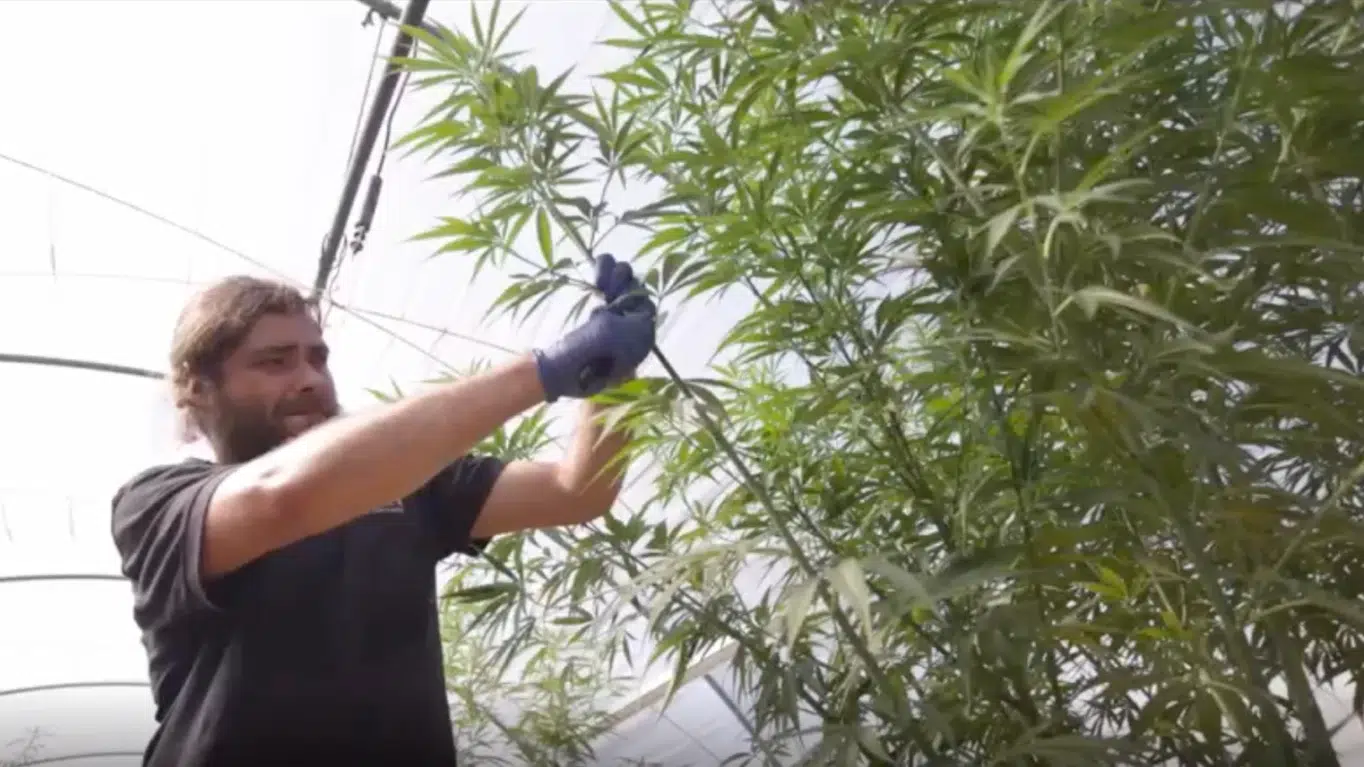 BRITISH CANNABIS media: Trim Cannabis Plant