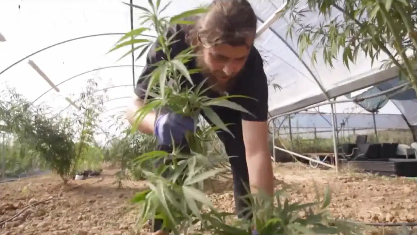 BRITISH CANNABIS media: Planting Young Cannabis